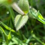 Cerastium fontanum ᱥᱟᱠᱟᱢ