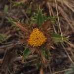 Carlina hispanica Lorea