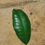 Syzygium aqueum Leaf