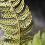 Polystichum aculeatum Blad