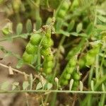 Vicia ervilia ഫലം