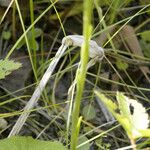 Spiranthes magnicamporum Habit