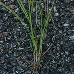 Sporobolus vaginiflorus Deilen