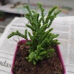 Crassula muscosa Листок