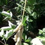 Crotalaria pallida ফল