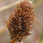 Carex breweri ഫലം