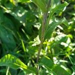 Centaurea phrygia Лист