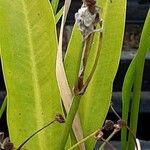 Sagittaria graminea Blad