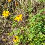 Cosmos sulphureus Habitatea