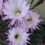 Echinopsis oxygona फूल