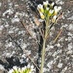 Arabidopsis thaliana Flower