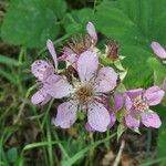 Rubus ulmifolius Fleur