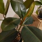 Ficus elastica Folha