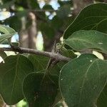 Canthium armatum Leaf