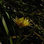 Sonchus maritimus Цветок