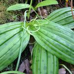 Scoliopus bigelovii Hoja