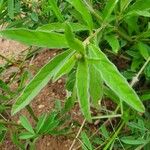 Gutenbergia boranensis Leaf