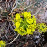 Euphorbia seguieriana Muu