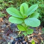 Crotalaria spectabilis Folha