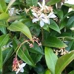 Trachelospermum jasminoides Blad