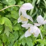 Anemonoides nemorosa Fleur