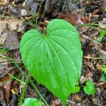 Dioscorea villosa Liść