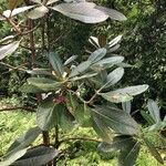 Rhododendron sinogrande Листок