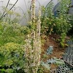 Verbascum chaixiiFlower