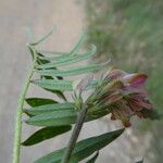 Onobrychis supina Leaf