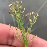 Fimbristylis autumnalis Fruit