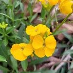 Draba helleriana Flower