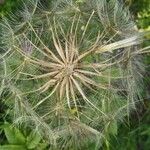 Tragopogon dubius 花