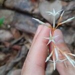 Voyria corymbosa Flor