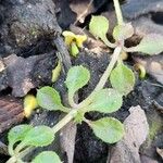 Galium verrucosum Blad