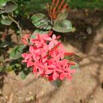 Ixora chinensis Blüte