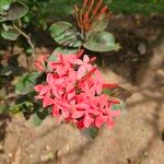 Ixora chinensis Květ