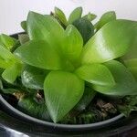 Haworthia cymbiformis Yaprak