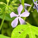 Phlox divaricata Λουλούδι