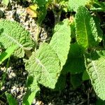 Salvia virgata Feuille