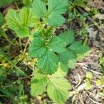 Geum urbanum Leaf