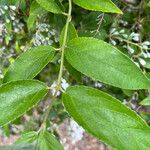 Zabelia triflora Leaf