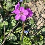 Erodium acaule Λουλούδι