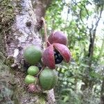 Acropogon merytifolius Fruit