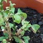 Ruellia tuberosa पत्ता