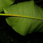 Heliconia nutans 葉
