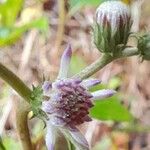 Cyrtocymura scorpioides Flower