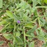 Echium arenarium Flor