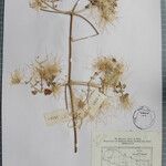 Clematis buchananiana Други