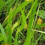 Setaria pumila Leaf