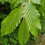 Carpinus betulus Levél